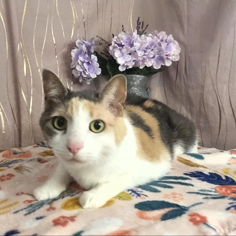 Callie
