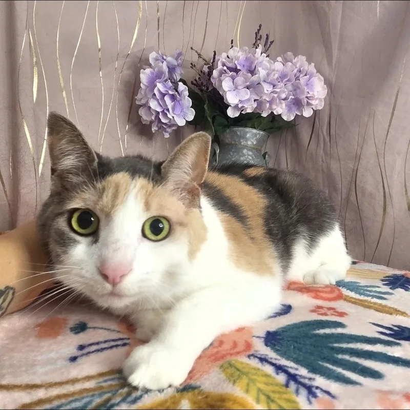 Callie thumbnail 4