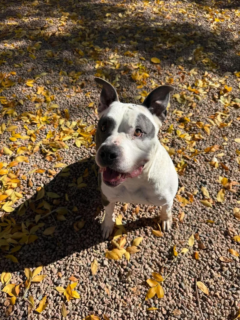 An adult large-sized male American Bully dog named Forest for adoption in Canon City, CO
