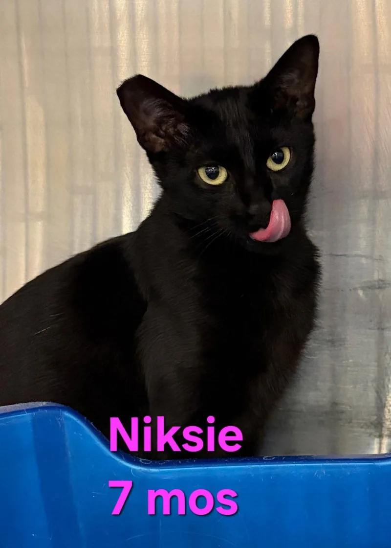 A young small-sized female Black Domestic Short Hair cat named Niksie for adoption in Longwood, FL