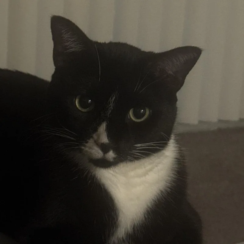 An adult extra large-sized male Domestic Short Hair cat named Mason for adoption in Matteson, IL
