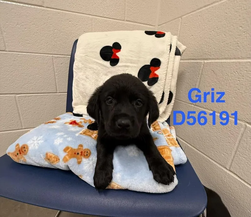 Griz