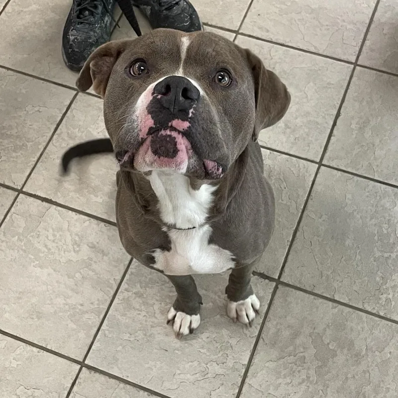 An adult large-sized male Gray / Blue / Silver Mixed Breed dog named Straymaconroadcrystaldrive for adoption in Columbus, GA