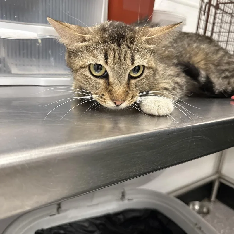 A young medium-sized female Brown / Chocolate Domestic Medium Hair cat named Marissa for adoption in Henderson, NV