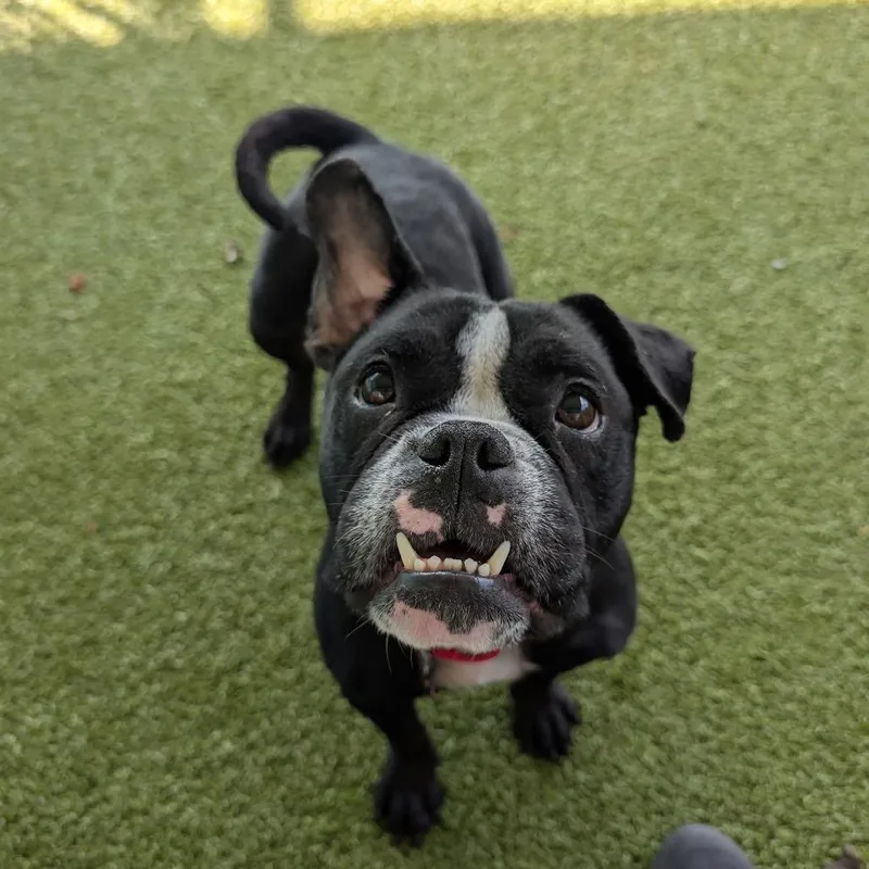 Tiny Tina thumbnail 3