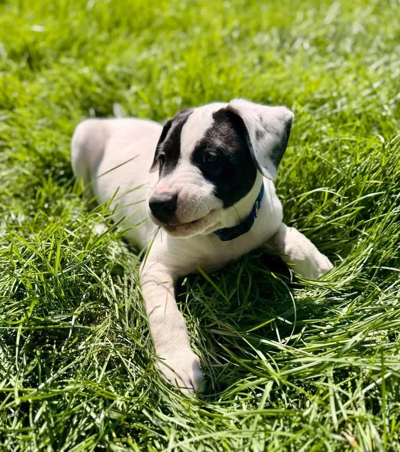 Ottis