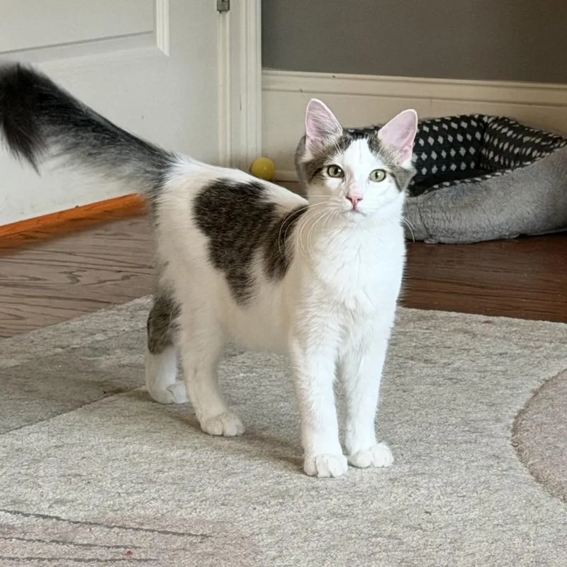 A baby medium-sized male Black & White / Tuxedo Domestic Medium Hair cat named Frisbee for adoption in Duluth, GA