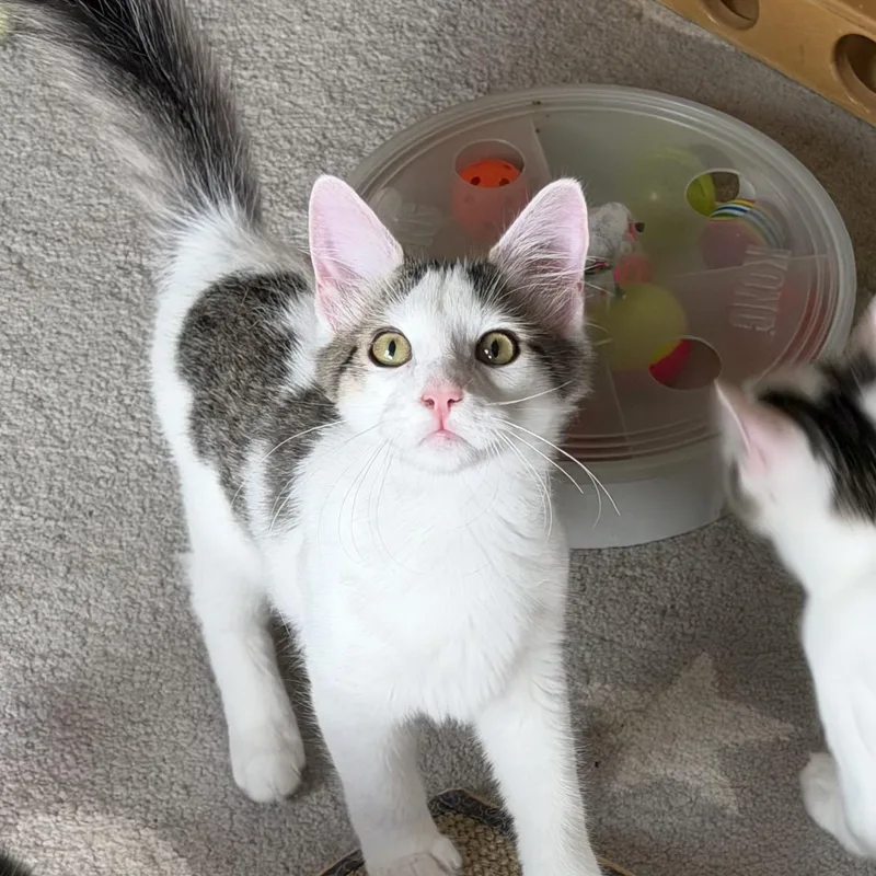 Frisbee thumbnail 2