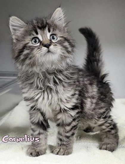 A baby small-sized male Domestic Medium Hair cat named Cornelius for adoption in Mason, MI
