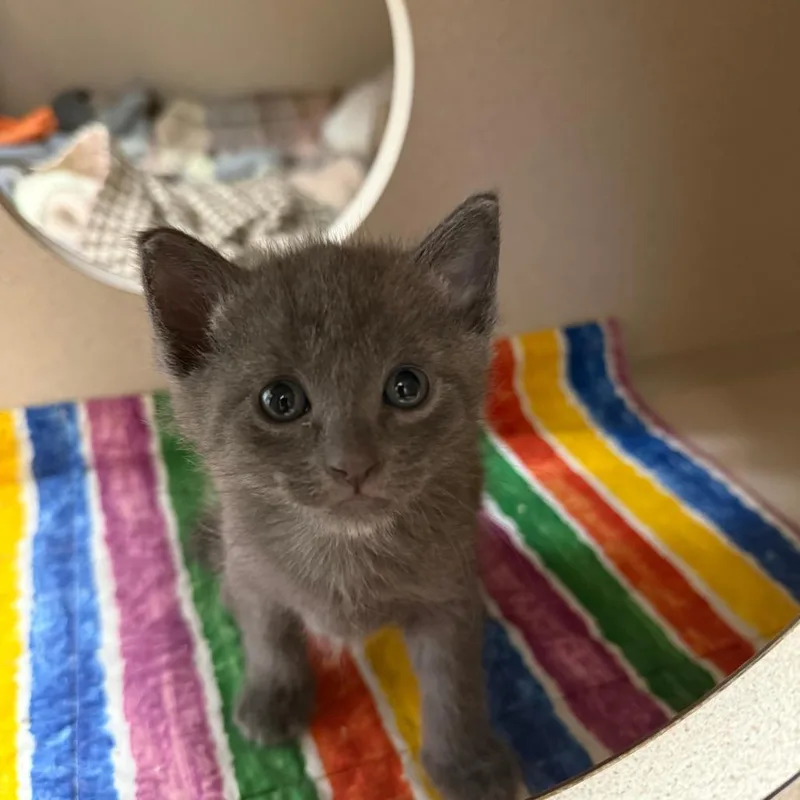 A baby small-sized male Gray / Blue / Silver Siamese cat named Burglekutt for adoption in Pagosa Springs, CO