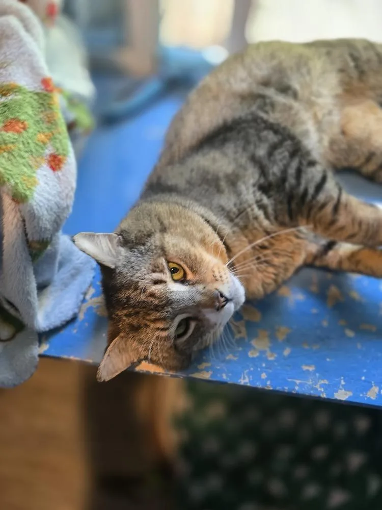 An adult large-sized male Brown / Chocolate Domestic Short Hair cat named Buddy for adoption in Vancouver, WA