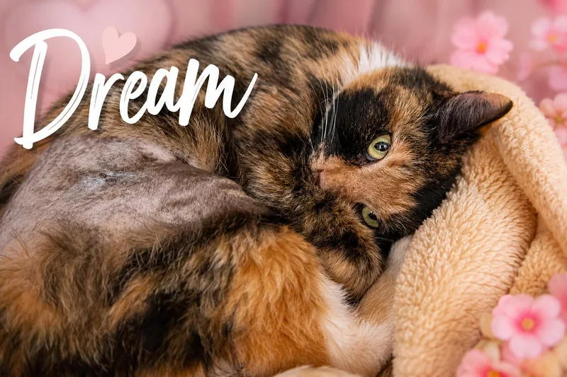 An adult medium-sized female Calico cat named Dream for adoption in Greenville, DE