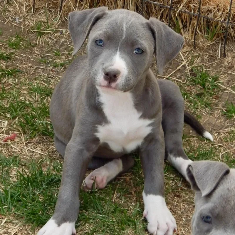 Lollipop thumbnail 2