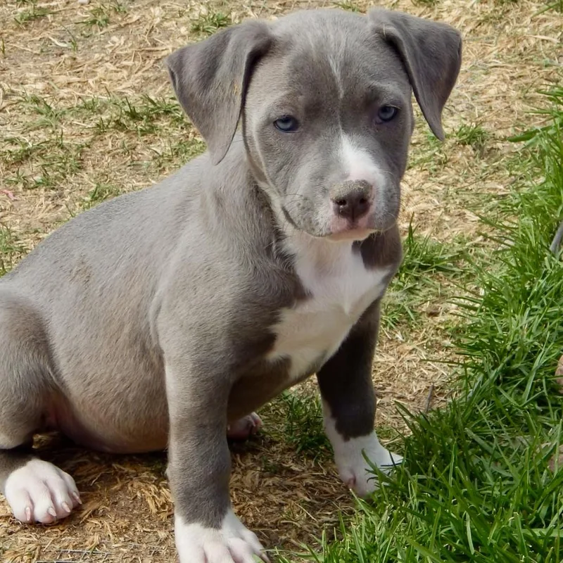 Lollipop thumbnail 3