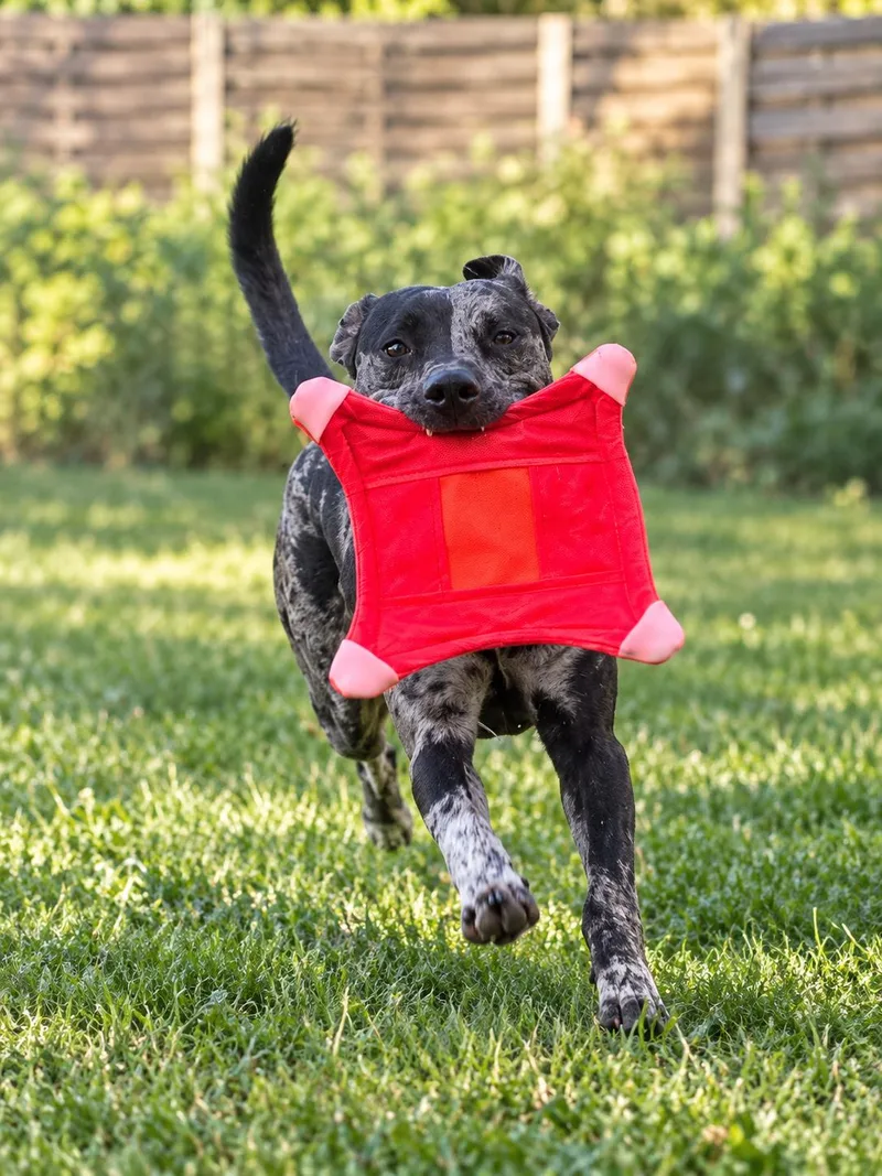 A young medium-sized male Gray / Blue / Silver Catahoula Leopard Dog named Clarence for adoption in Austin, TX