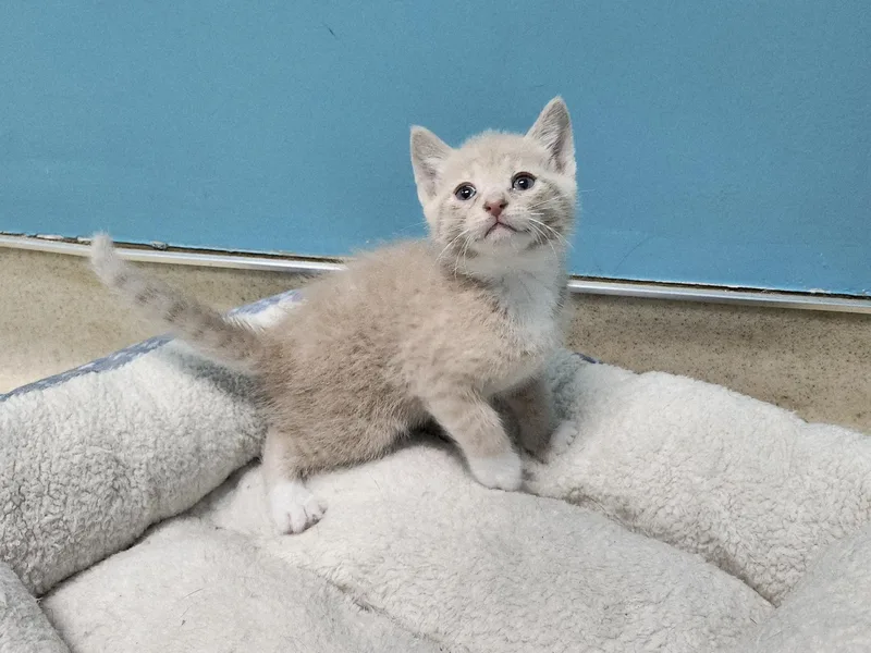 A baby medium-sized male Buff & White Domestic Short Hair cat named Banana for adoption in Reynoldsburg, OH