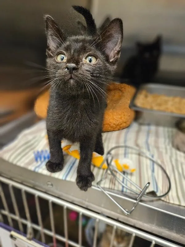 A young medium-sized male Black Domestic Short Hair cat named Weasel for adoption in Disputanta, VA