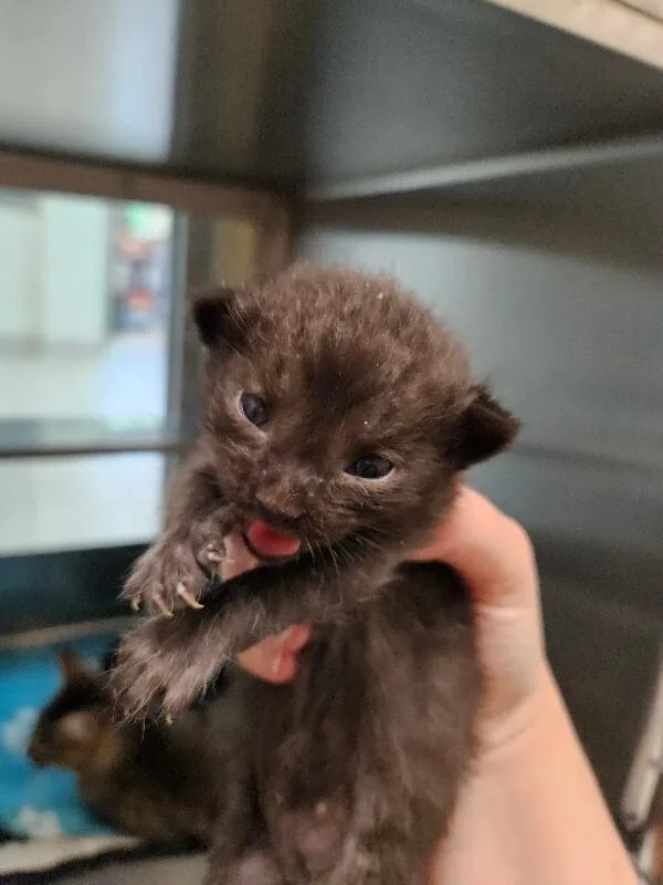 Weasel thumbnail 2