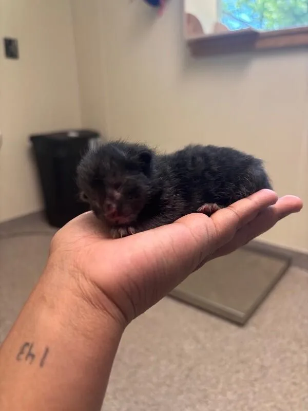 Weasel thumbnail 3