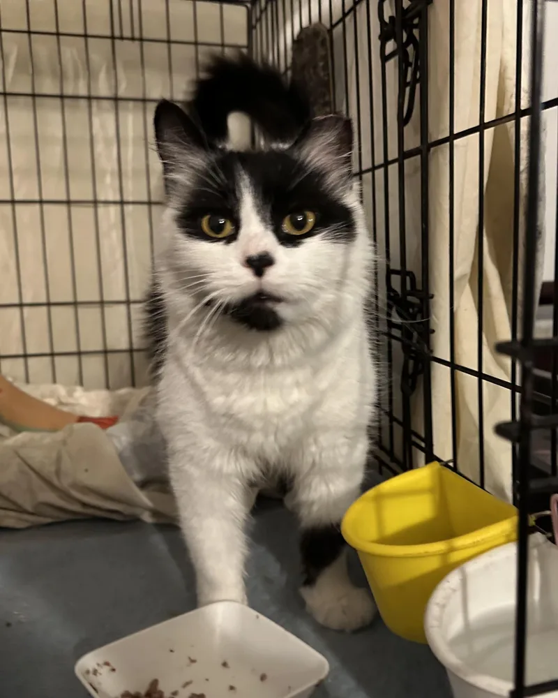 Panda N ~ Fluffy thumbnail 2