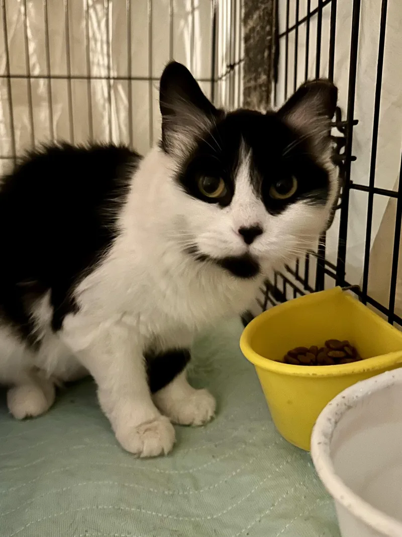 Panda N ~ Fluffy thumbnail 3