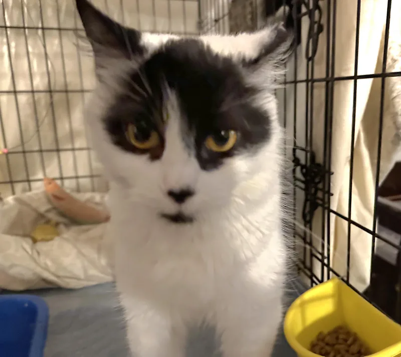 Panda N ~ Fluffy thumbnail 4