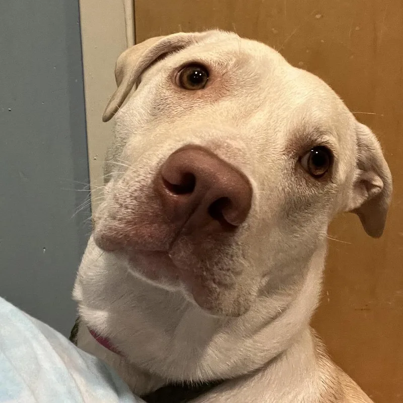 A young medium-sized female Yellow / Tan / Blond / Fawn Mixed Breed dog named Ocean for adoption in Chattanooga, TN