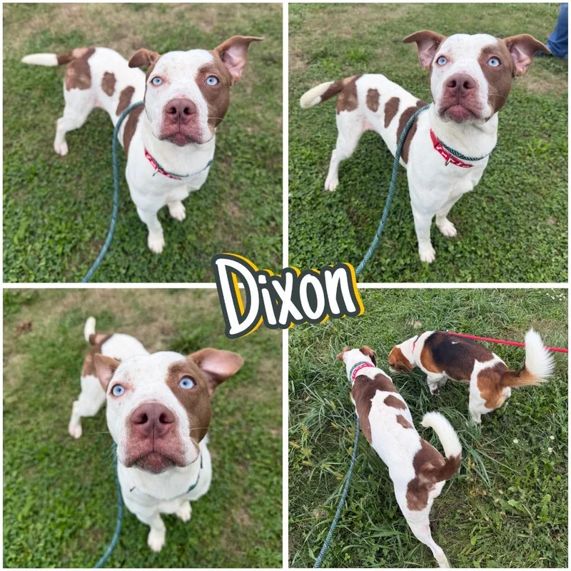 A young large-sized male American Staffordshire Terrier dog named Dixon for adoption in Pierceton, IN