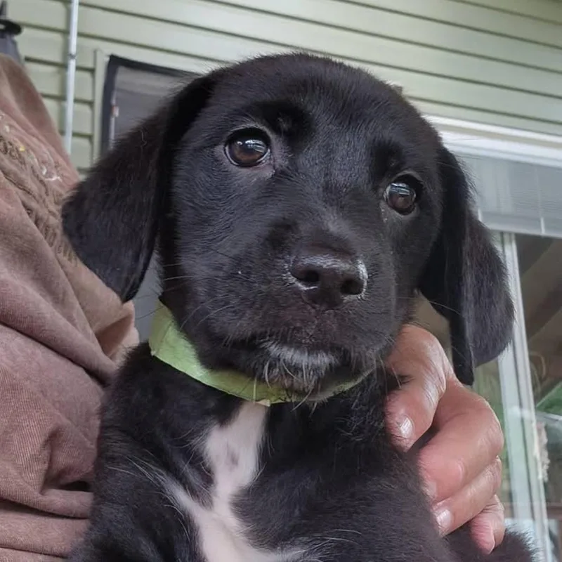 A baby medium-sized female Black Labrador Retriever dog named Telma Hopkins for adoption in Joliet, IL