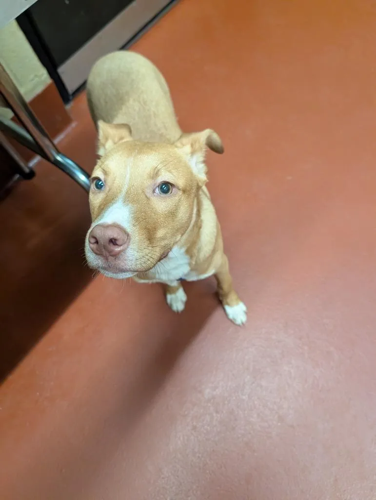 A baby medium-sized male Mixed Breed dog named Woody for adoption in Douglasville, GA