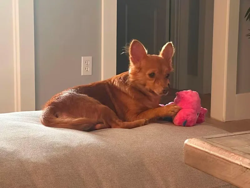 An adult small-sized female Chihuahua dog named Dolly for adoption in Fort Walton Beach, FL