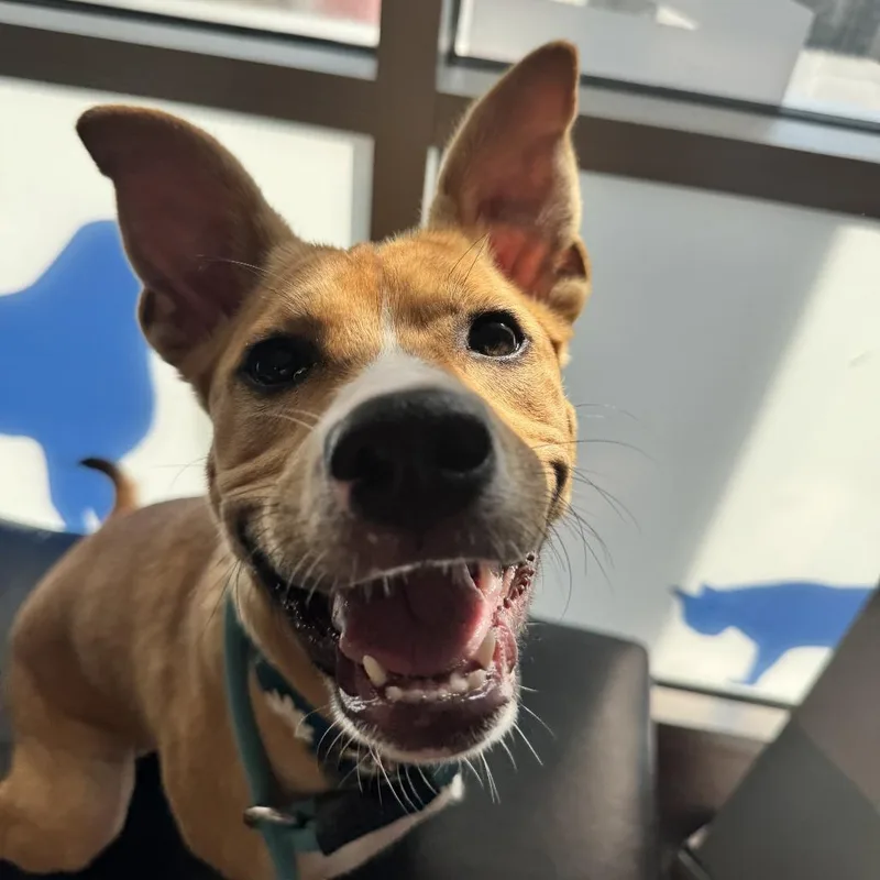 A baby medium-sized female Yellow / Tan / Blond / Fawn Basenji dog named Rehn for adoption in Louisville, KY
