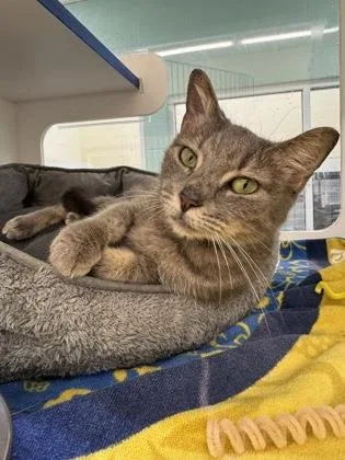 An adult medium-sized female Domestic Short Hair cat named Bubbles for adoption in Vero Beach, FL