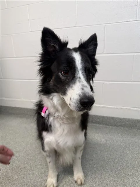An adult medium-sized female Collie dog named Harley for adoption in Loveland, CO