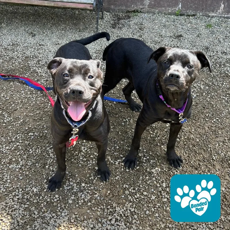 A young medium-sized female Black Mixed Breed dog named Two Toes for adoption in Mentor, OH