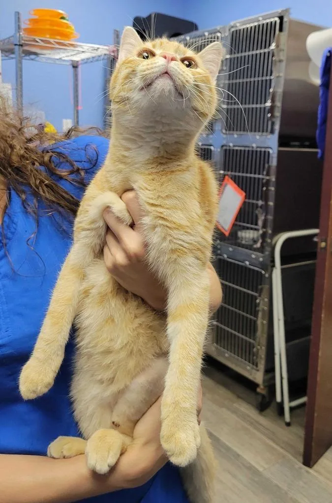 A young large-sized male Domestic Short Hair cat named Sunny for adoption in Fort Worth, TX