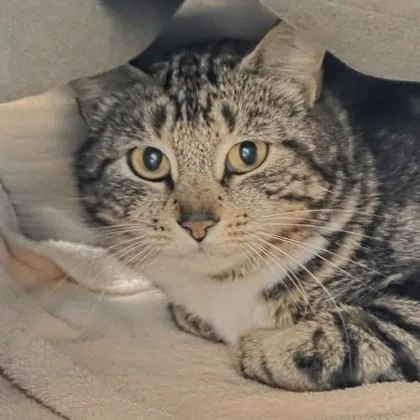 An adult small-sized female Domestic Short Hair cat named Carol for adoption in Voorhees, NJ