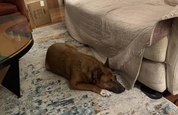 An adult medium-sized female German Shepherd Dog dog named Shroom for adoption in San Diego, CA