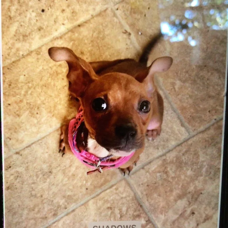 A baby small-sized female Brown / Chocolate Miniature Pinscher dog named Jolene aka Kiwi for adoption in New Orleans, LA
