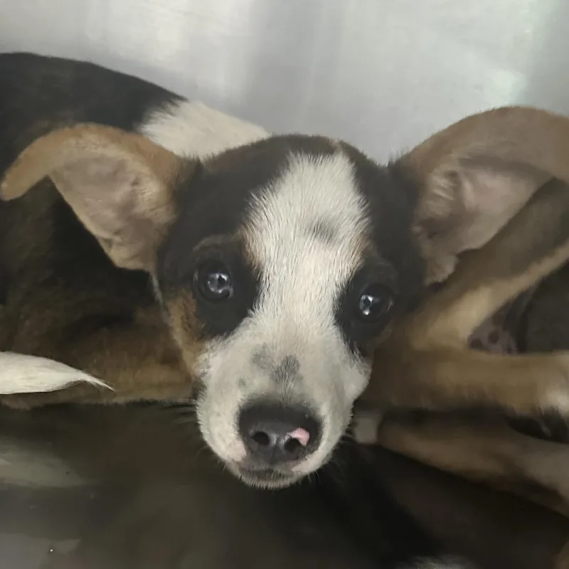 A baby small-sized male Mixed Breed dog named Casserole for adoption in Corbin, KY