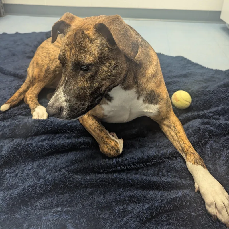 An adult medium-sized male Brindle Pit Bull Terrier dog named Sir Duke for adoption in Stafford, VA