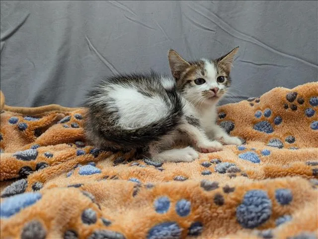 An adult small-sized male Domestic Short Hair cat named Bolt for adoption in Appling, GA