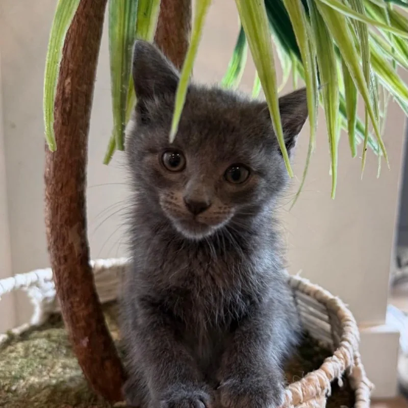 A baby small-sized female Gray / Blue / Silver Domestic Short Hair cat named Savvy for adoption in Westminster, CA
