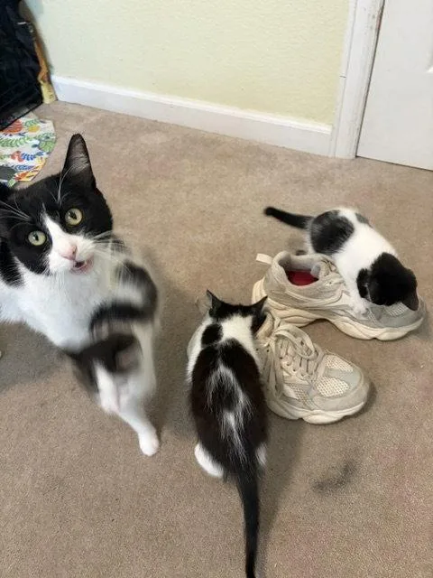 An adult small-sized female Black & White / Tuxedo Domestic Short Hair cat named Elenor for adoption in Aurora, CO