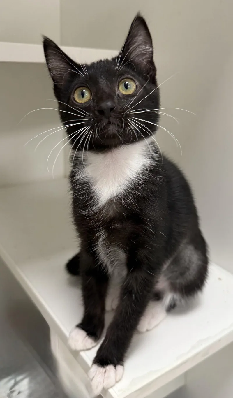 A young medium-sized female Black & White / Tuxedo Domestic Short Hair cat named Bretti Yetti for adoption in Satellite Beach, FL