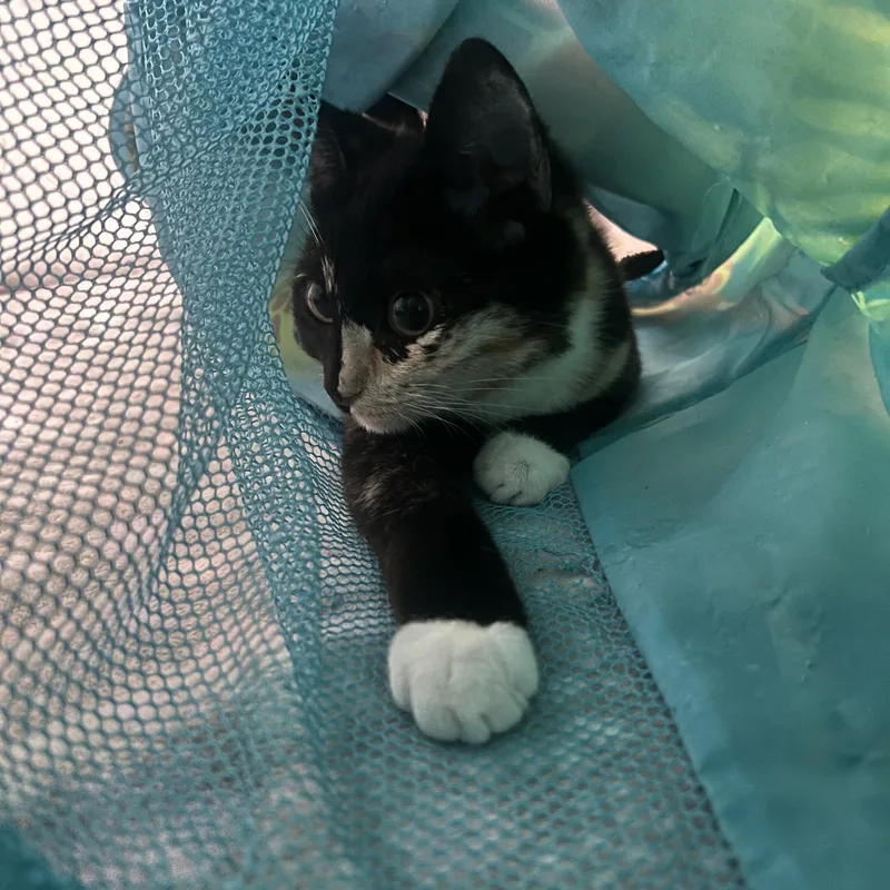 A young small-sized female Tortoiseshell cat named Catya for adoption in Canoga Park, CA