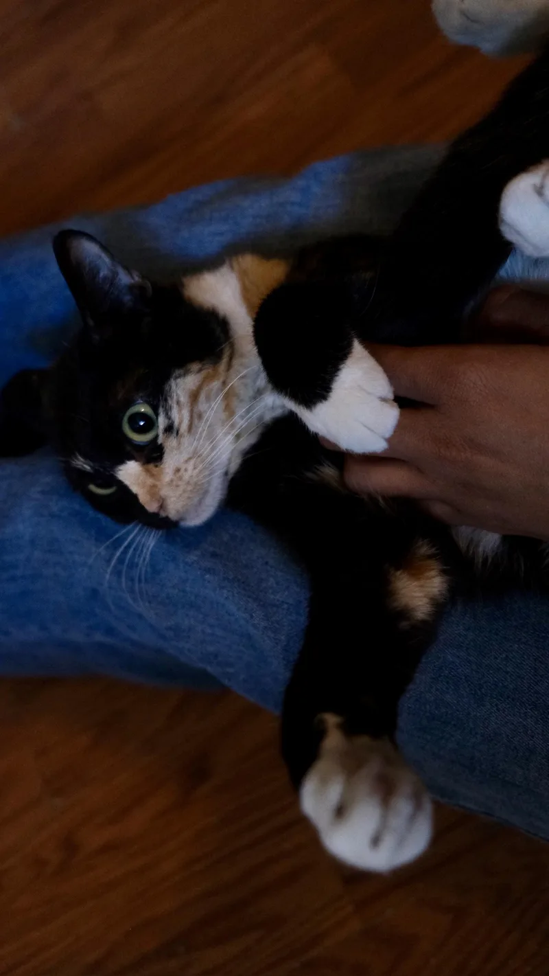 Catya thumbnail 2