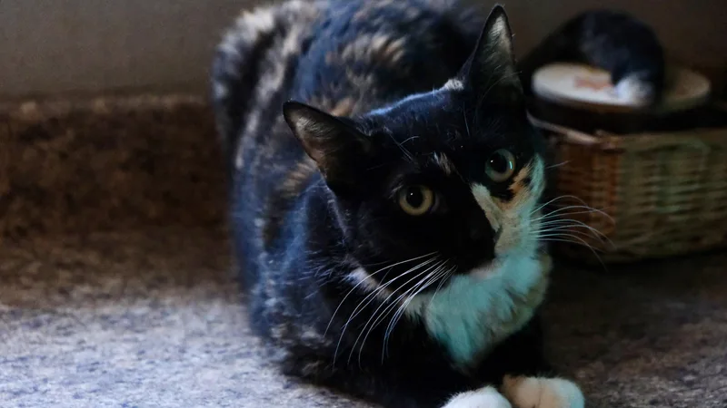 Catya thumbnail 4