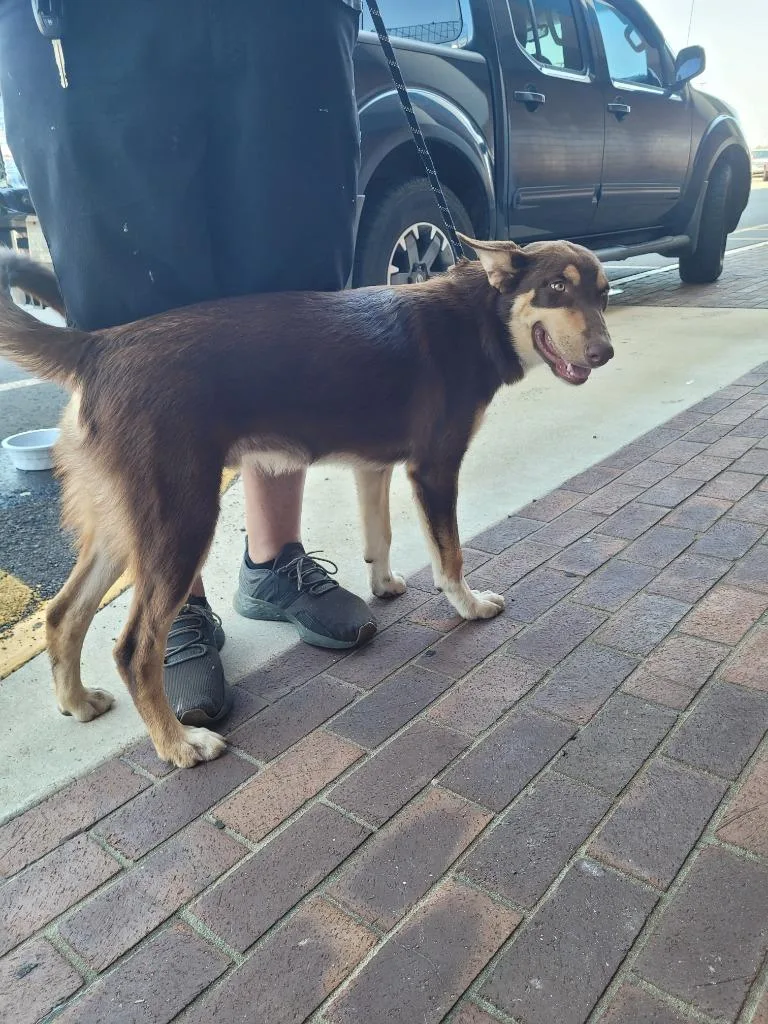 A baby large-sized male Mixed Breed dog named Carmello for adoption in Lawrenceburg, TN