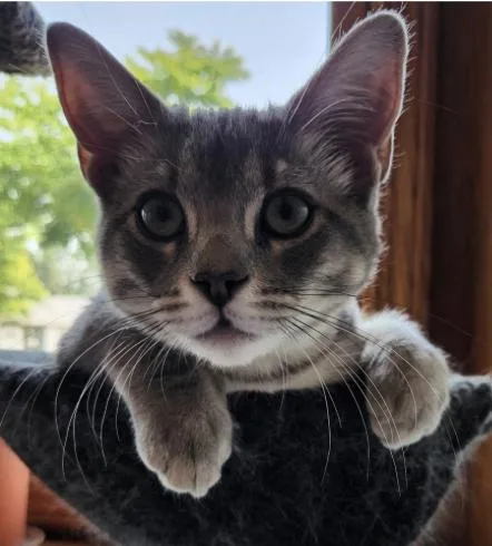 A baby small-sized female Domestic Short Hair cat named Golden for adoption in Broomfield, CO